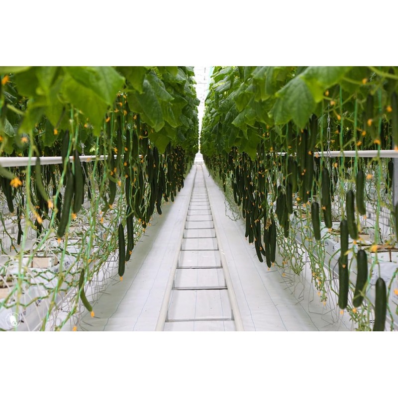 KIRA SEEDS - Cucumber Chinese Miracle - Open-Pollinated - Heirloom