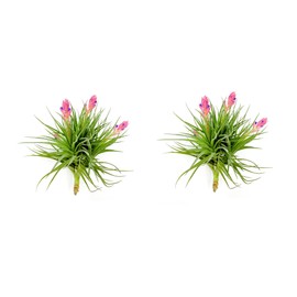 Air Plants - Flowering Tillandsia Rose BAER, Large 5" - 2ct - Live Arrival Guaranteed - House Plants for Home Decor & Gift