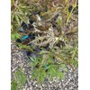 Mikazuki Japanese Maple Tree - Live Plant - (2.5 QT)