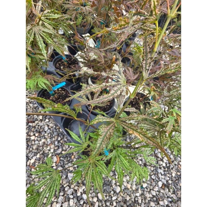 Mikazuki Japanese Maple Tree - Live Plant - (2.5 QT)