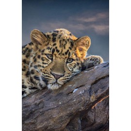 Wowdecor Paint by Numbers Kits for Adults Kids, Number Painting - Tiger daze 16x20 inch (Frameless)