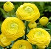 Utopia Seeds 12 Yellow French Peony Ranunculus Corms