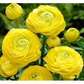 Utopia Seeds 12 Yellow French Peony Ranunculus Corms