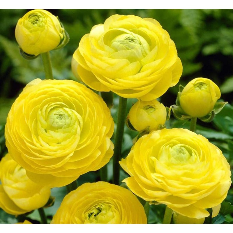 Utopia Seeds 12 Yellow French Peony Ranunculus Corms