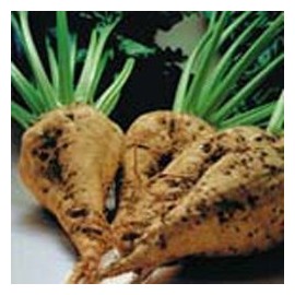 Beet Sugar Great Heirloom Vegetable Seeds by Seed Kingdom Bulk 8,000 Seeds