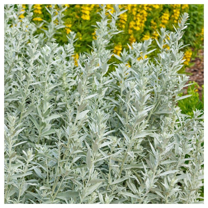 Everwilde Farms - 2000 Prairie Sage Native Wildflower Seeds -