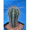Tucson Tools Goognice Saguaro Cactus 5" to 10" Tall 8