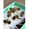 Bees Freshly Dead 30 REAL Honeybees DRIED SPECIMEN INSECT TAXIDERMY