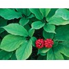 American Ginseng Transplant Roots 4 Years (Premium Quality, Seed Producing