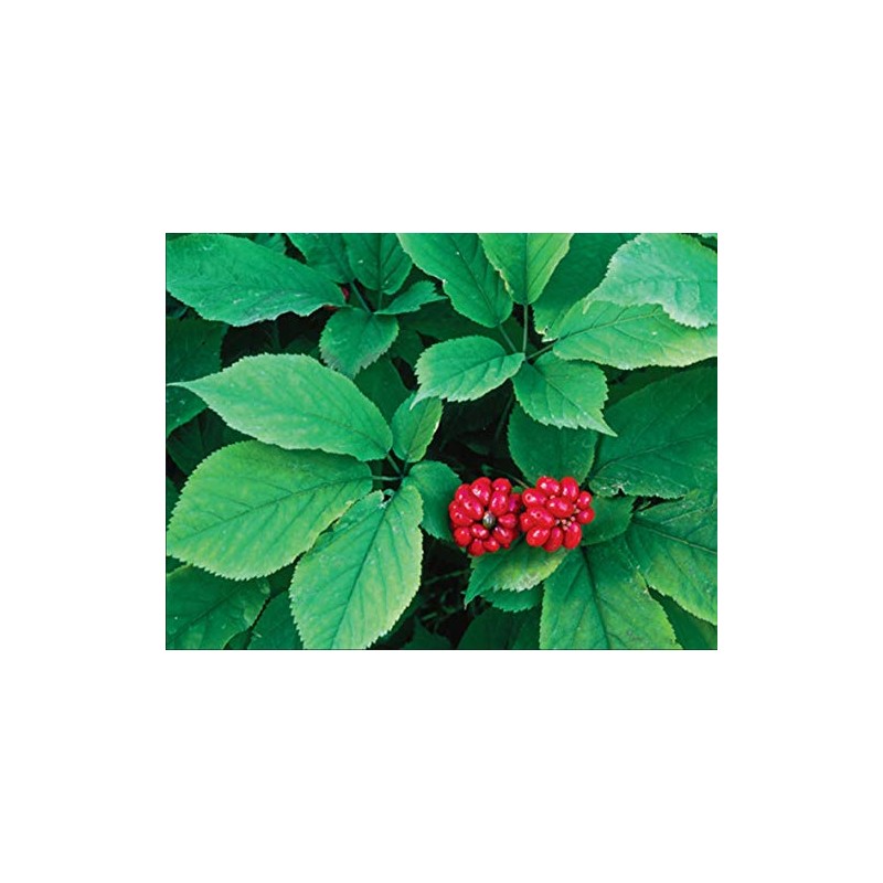 American Ginseng Transplant Roots 4 Years (Premium Quality, Seed Producing