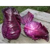 CEMEHA SEEDS - Seeds Red Kalibos Cabbage Giant Non GMO