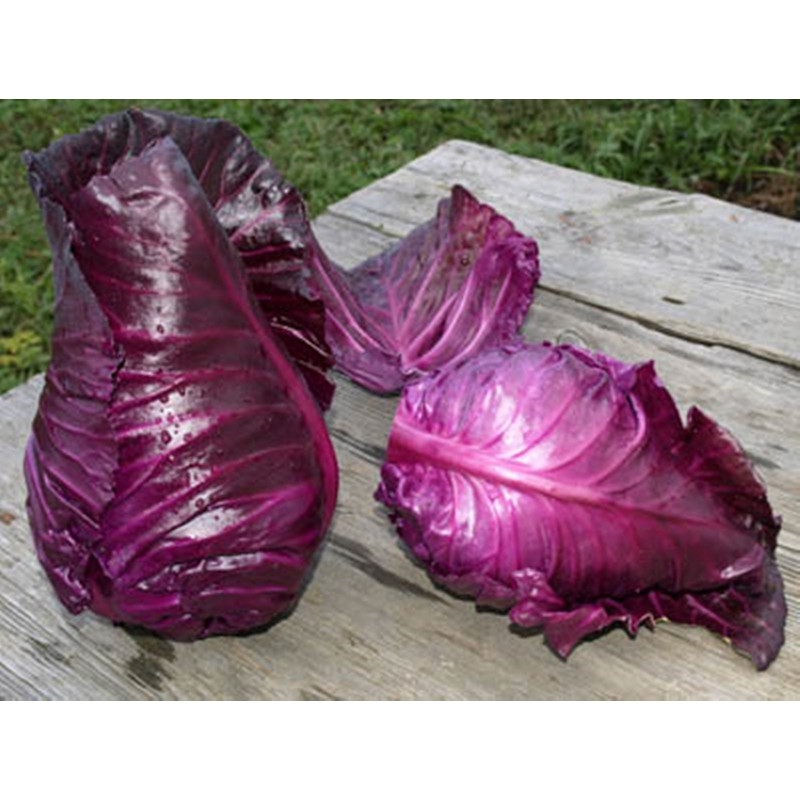 CEMEHA SEEDS - Seeds Red Kalibos Cabbage Giant Non GMO