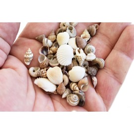 FSG - 8 oz (800+) Tiny Indian Ocean Shell Mix Mini Shells 1/4" Seashells Crafts Beach Decor Sailors Valentines