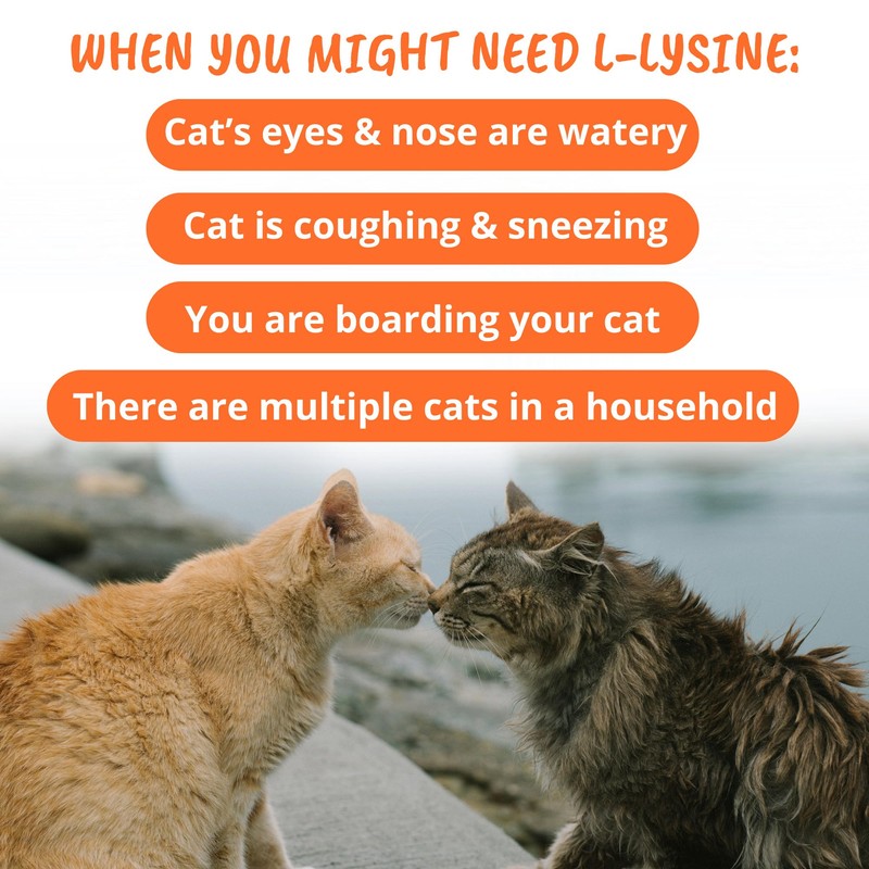 Under the Weather Pet Daily Cat L-Lysine | Boost Immune