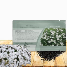 Outsidepride Arenarius White Dianthus Seeds for Planting - 2000 Pcs Easy to Grow & Hardy Perennial Flower Seeds with Colorful & Fragrant Blooms for Mixed Plantings, Containers & Pollinator Gardens