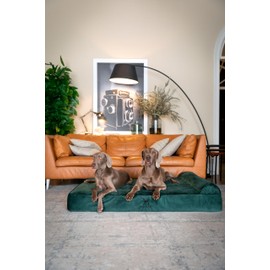 NOAH & PAW Giant Dog Bed XXL 55x45x11 Inch, Orthopedic Dog Beds, Eggshell Memory Foam Infused with Cooling Gel, Waterproof, Machine Washable, Includes Inner Cover (Velvet Collection)