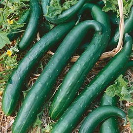 Green Dragon Burpless F1 Hybrid Cucumber Seeds - 1 Lb ~15200 Seeds - Non-GMO, F1 Hybrid - Vegetable Garden - Cucumis sativus