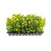 Lantana New Gold I 30 Live Plants I Verbenaceae Camara