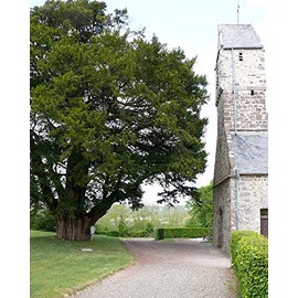 Taxus baccata: Common or Pyramid Yew Seeds