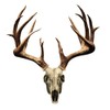 Mossy Oak Graphics 13021-S-NT Skull Series Small Whitetail Non-Typical Decal