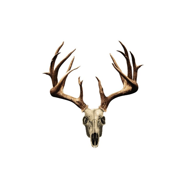 Mossy Oak Graphics 13021-S-NT Skull Series Small Whitetail Non-Typical Decal