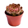 Live Echeveria Succulent Plant – Fully Rooted 4-Inch Echeveria Succulent
