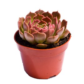 Live Echeveria Succulent Plant – Fully Rooted 4-Inch Echeveria Succulent (Echeveria Brown Rose)