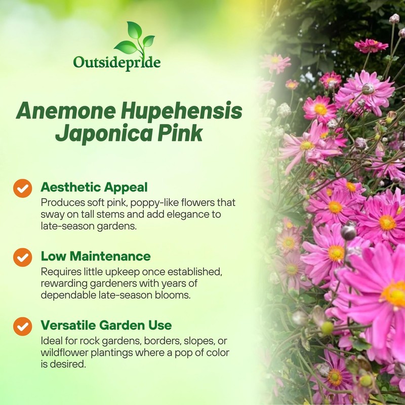 Outsidepride Pink Anemone Seeds for Planting - 100 Pcs Hardy,