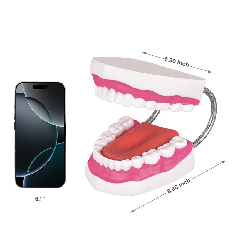 Ultrassist Mouth Model with Soft Silicone Tongue for Speech and