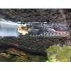 Cunguv Planaria Trap Leech Trap Flatworm Trap 3 Holes Leeches