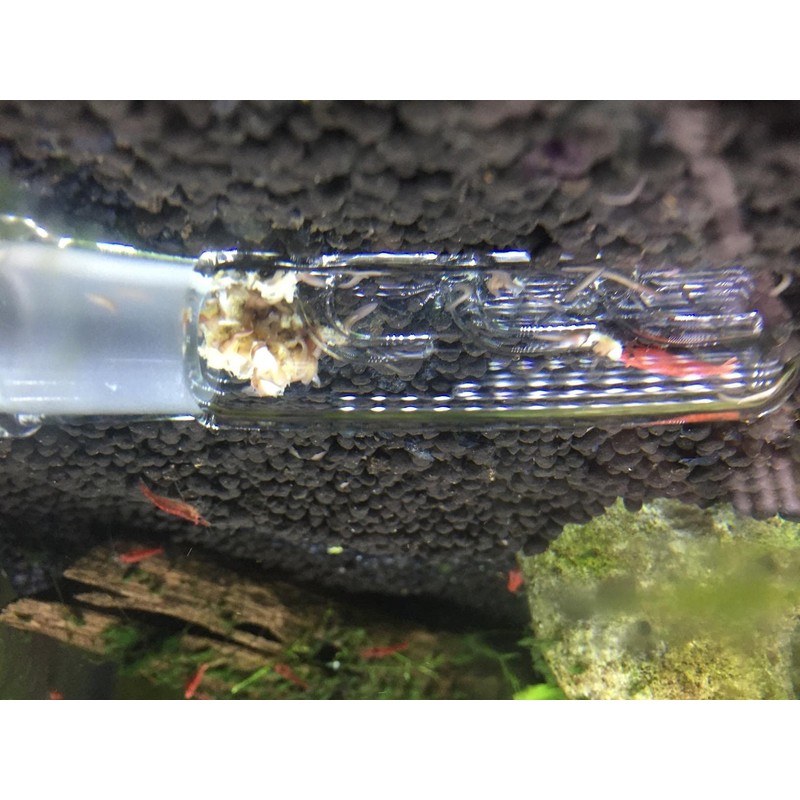 Cunguv Planaria Trap Leech Trap Flatworm Trap 3 Holes Leeches