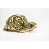 Plush Box Turtle Toy, Realistic Stuffed Animal, Soft Gift 12"