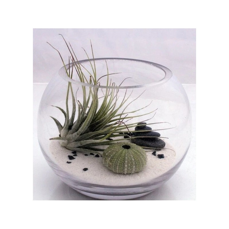 Alchemy Garden 5 lbs. White Garden Sand Soil Cover, Multi-Purpose,