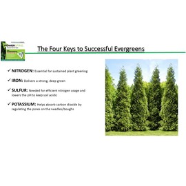 Power Spike for EVERGREENS, Fertilizer Spike. Essential Nutrient Spike Fortified with Iron to Feed All Types of evergreens and Address Common Deficiencies (30 Spikes - 9.6 lbs) (30)