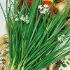 Garlic Chive Seeds | Organic | NON-GMO | Heirloom |