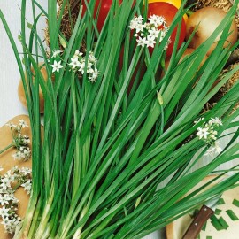 Garlic Chive Seeds | Organic | NON-GMO | Heirloom | Best Seller