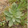 Generic 1000 Great Mullein Seeds (Verbascum Thapsus)