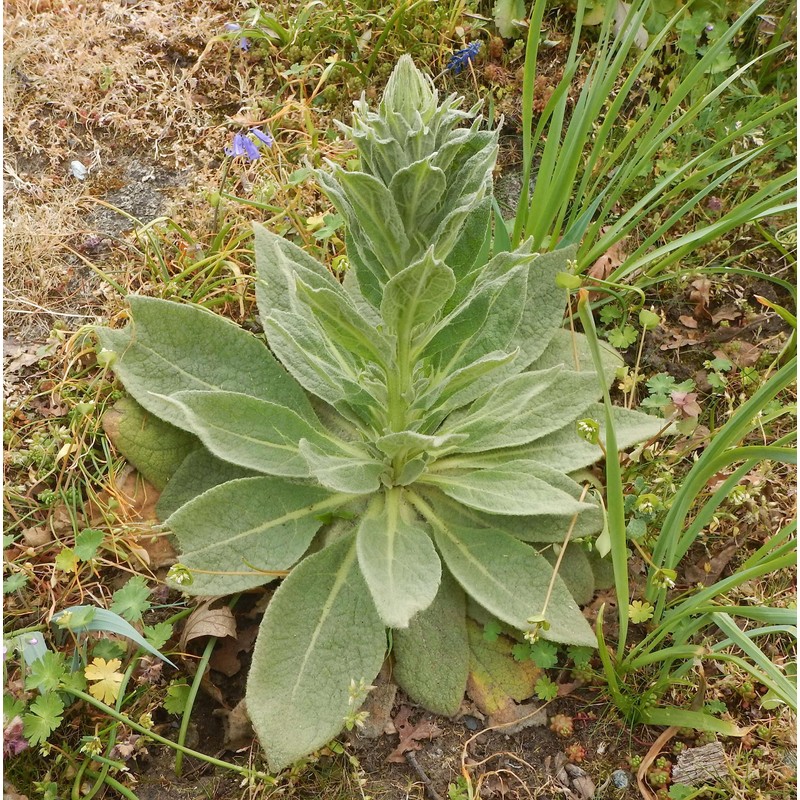 Generic 1000 Great Mullein Seeds (Verbascum Thapsus)
