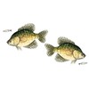 Salty Bones Crappie Mega Sticker Double Pack - Made in