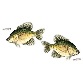 Salty Bones Crappie Mega Sticker Double Pack - Made in The USA