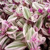 Pink Wandering Jew Plant Live 4 Inches Pot