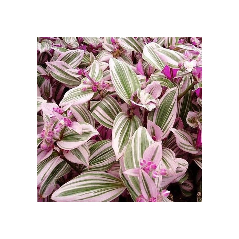 Pink Wandering Jew Plant Live 4 Inches Pot