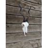 Top Brass 14 1/2" African Kudu Antelope Skull - Wall
