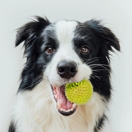 Yellow Squeaky Dog Toy – Non-Toxic Silicone Chew Toy for Dogs, Cats & Small Pets