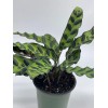Florida House Plants Calathea Lancifolia, Rattlesnake, Prayer Plant, Rattle Snake,