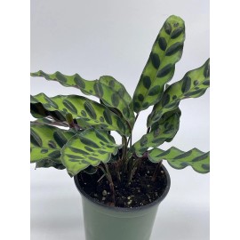 Florida House Plants Calathea Lancifolia, Rattlesnake, Prayer Plant, Rattle Snake, 4 inch Pot