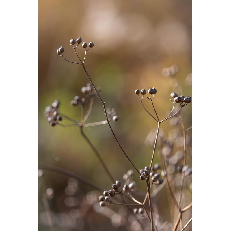 Coriander Seeds, 16 Oz, 100% Certified Organic, Raw, Non-GMO, Non-Irradiated