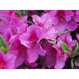 Purple Formosa Azalea | 20 Live Plants | Rhododendron Formosum | Lush Flowering Shrub | Hardy Garden Landscape Accent | Vibrant Spring Blooms