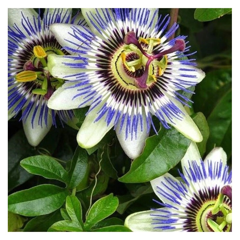 Bonkers Mixx Tender Chicken Flavor Grain-Free Lickable Cat Treats, 0.4-oz