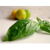 LIME BASIL SEEDS * CITRUS FLAIR * ZESTY AROMA OF